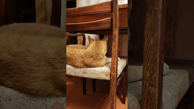 Радость бытия! #котик# ура