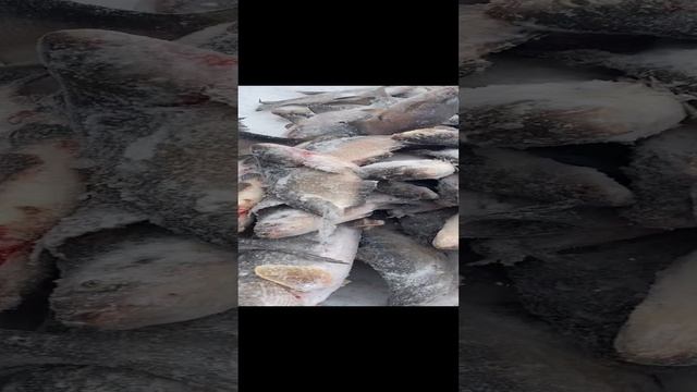 На дубасили рыбы щуки лещи окуни кони