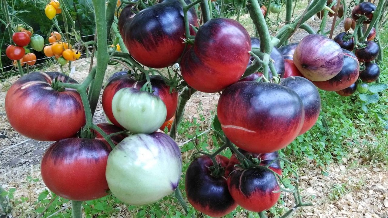 Томат Фиолетовое яблоко (Purple Apple)