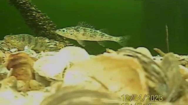 1000035889.mp4Волга.30.12.2024г.