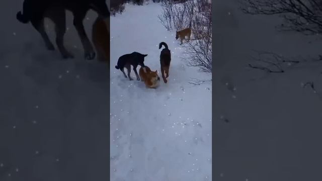 ПОМОЩЬ БЕЗДОМНЫМ ЖИВОТНЫМ Г. ВЯТСКИЕ ПОЛЯНЫ