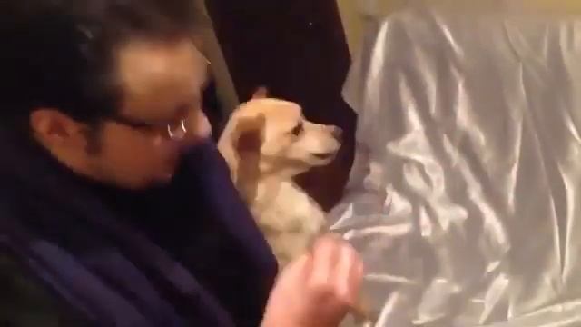 Экзорцист для собаки)