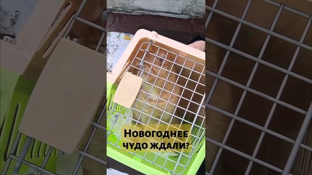 Лис, новогоднее чудо.mp4