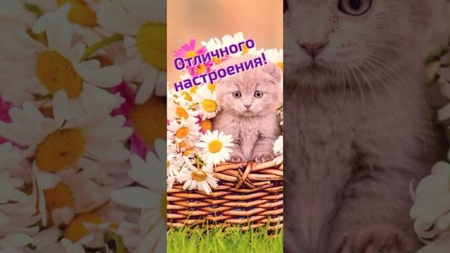 радостного дня