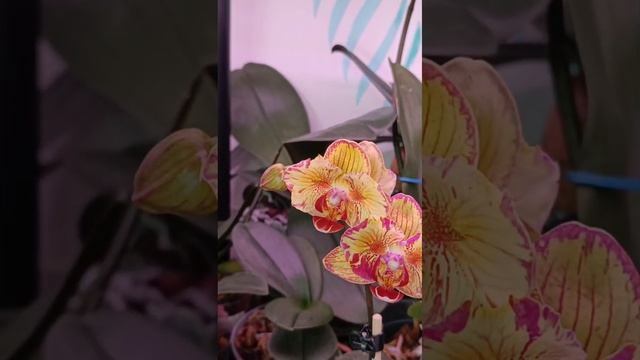 Роспуск моих азиатских бабочек 🦋😍🌺
