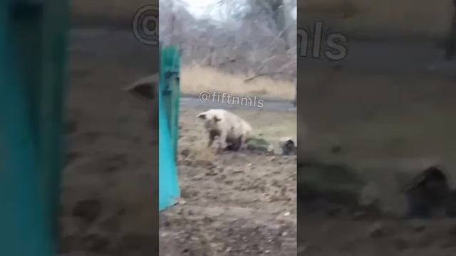 Свинья свинье села на лицо