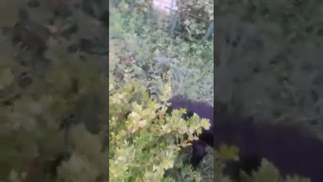 Собака любит крыжовник!