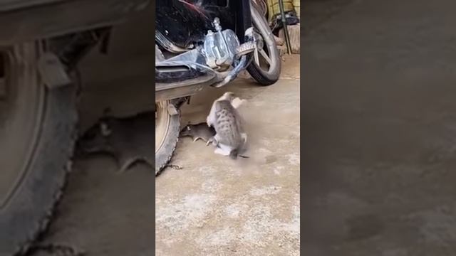 Вот это улов 😱