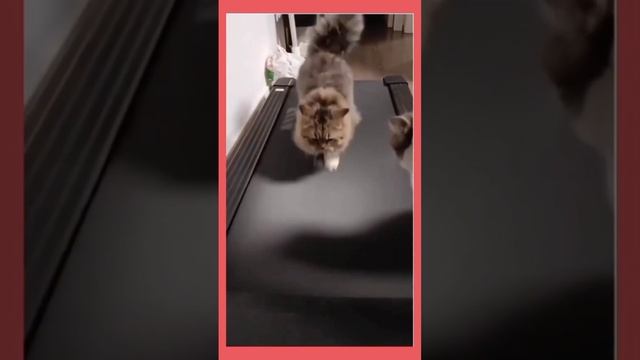 Очень смешные котики