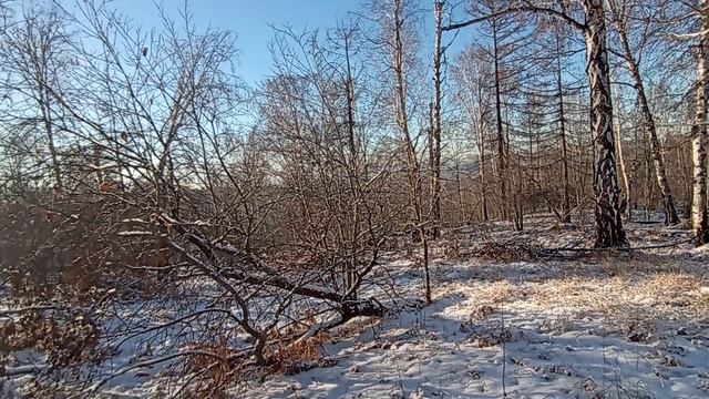 VID_20241129_150212