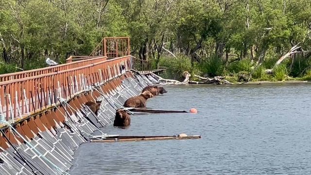 Медведи на Курильском озере. Камчатка 2022