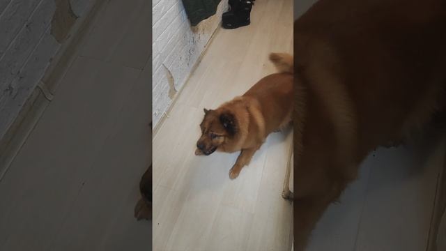 когда нет снега на улице