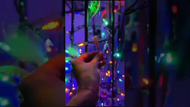 VID-20241228-WA0000.mp4