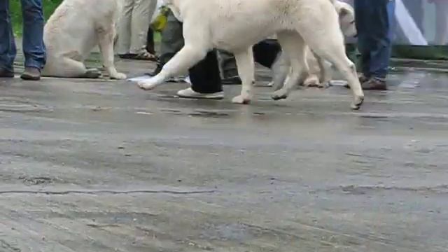 Шахрияр Тантана