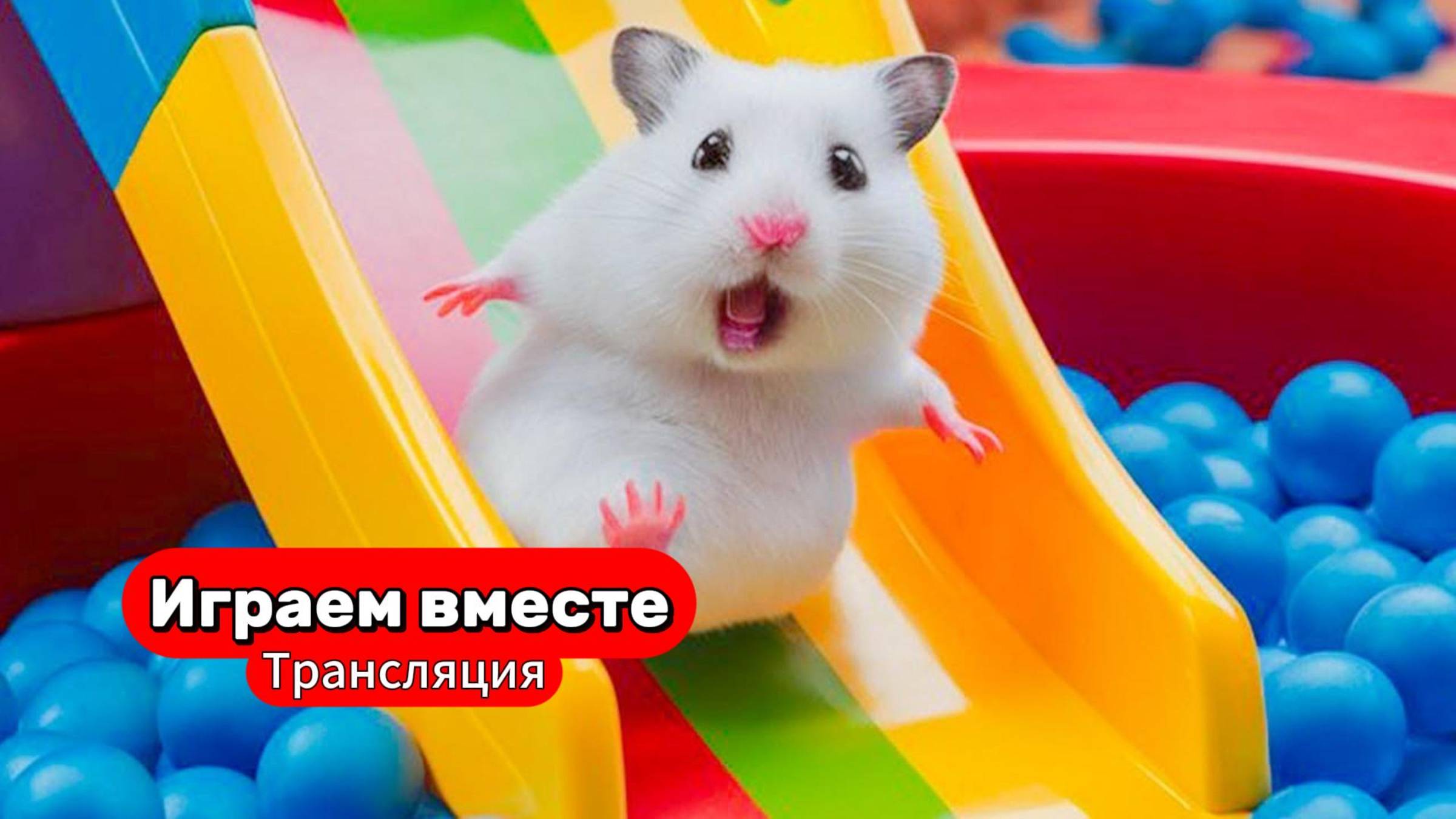 ПОБЕГ ХОМЯКА ИЗ ЛАБИРИНТА 🐹 Трансляция для детей