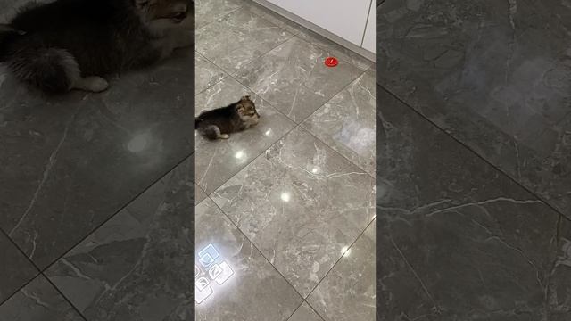 Чуня против крышки