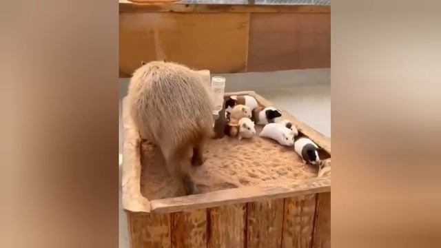 Подборка смешных видео с животными