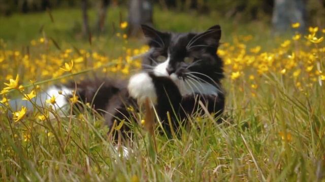 Family Cat Goes Missing, Then 4 Years Later They Spot An Exact Replica At The Pet Store