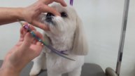 How to trim dogs ears | Trimming the bottoms of dogs ears