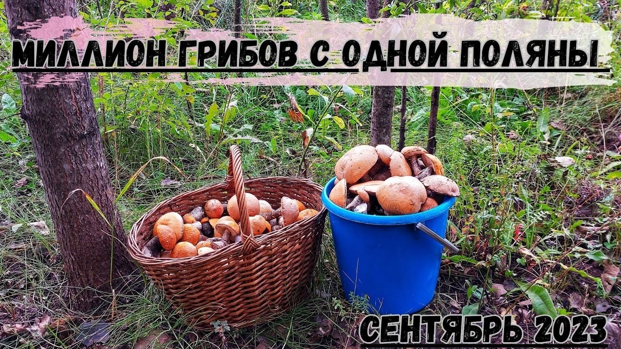 Грибник в Экстазе❗️ Миллион грибов с одной поляны❗️ Грибы на каждом шагу❗️