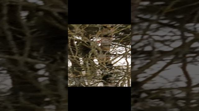 VID_20241221_122000.mp4