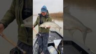 Ловля ЖЕРЕХА в НОЯБРЕ на стримеры.