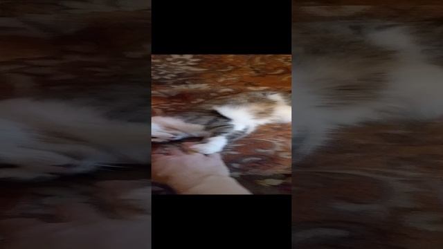 30-12-2024 отъелся 😺