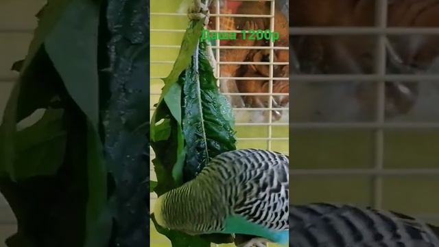 Самка попугая, Даша.