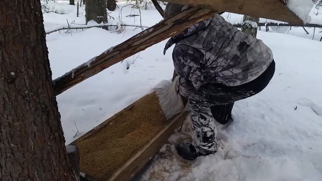 Подкормочная площадка для кабана