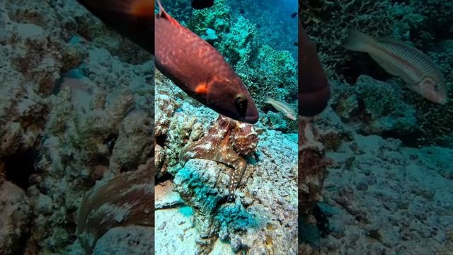 Подводный мир