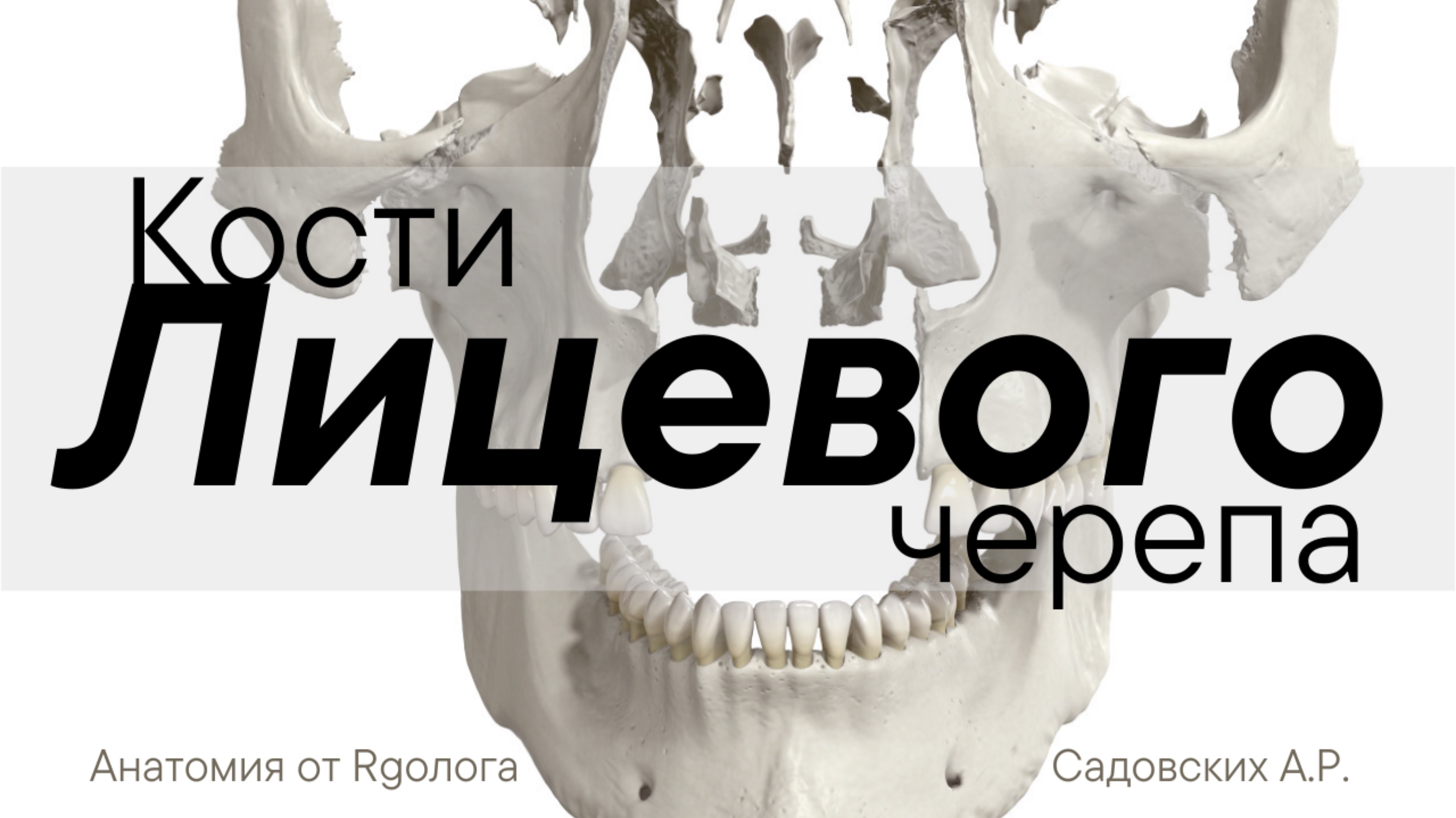 Кости лицевого черепа