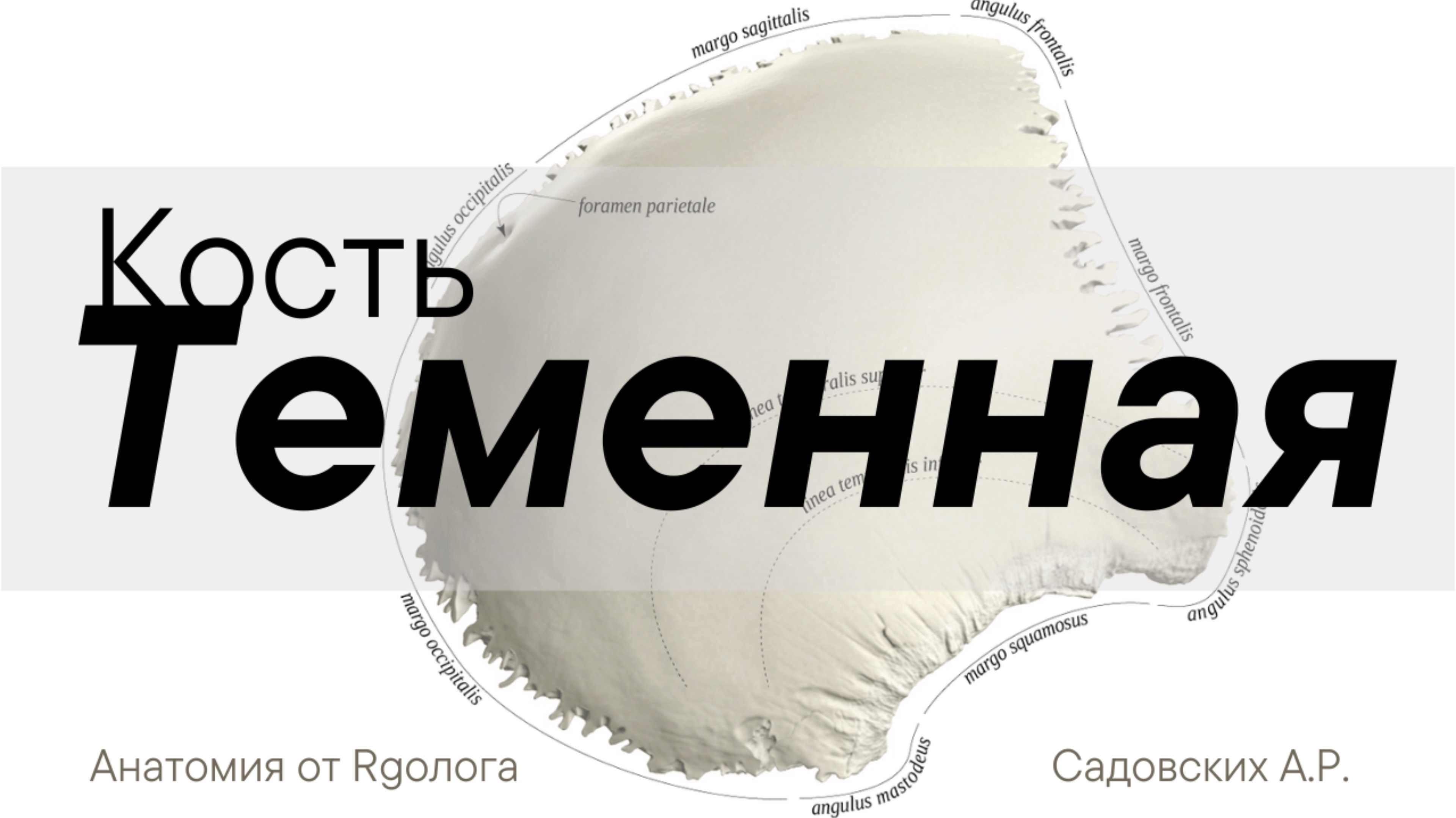 Теменная кость
