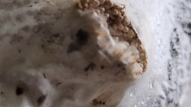 Вешенки. От посадки до урожая🍄🟫🍄🟫🍄🟫