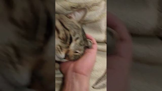 VID-20241229-WA0003
