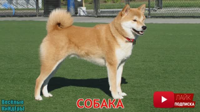 Мультики для детей / Мультики для малышей  / Мультики про животных - 18