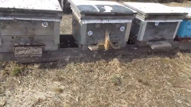 Настоящий облёт пчёл 2017 года