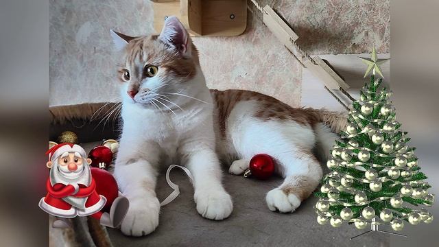 🎄🎄 От наших самых красивых новогодних котеек всем море позитива в эти предновогодние дни 💖💖