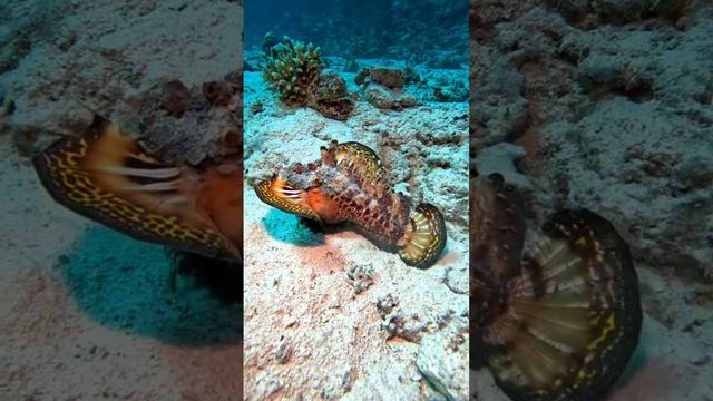 Подводный мир