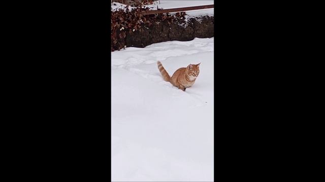 Пёс. Собака. Овчарка. Кот. Том и Фокс