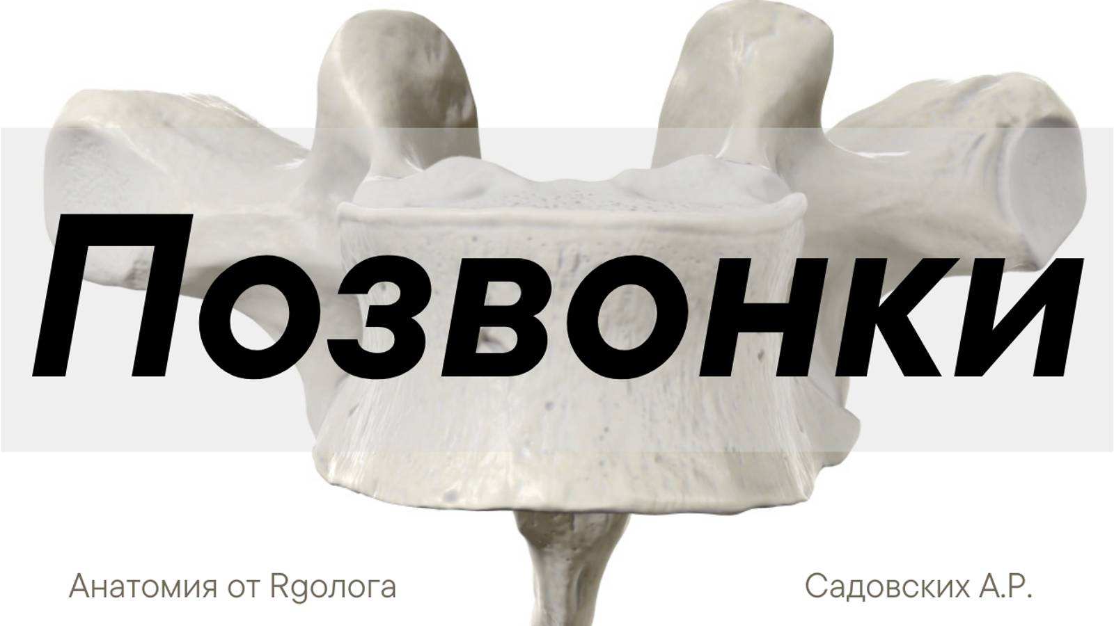 Позвонки