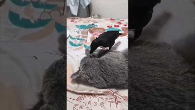 1000069809.mp4