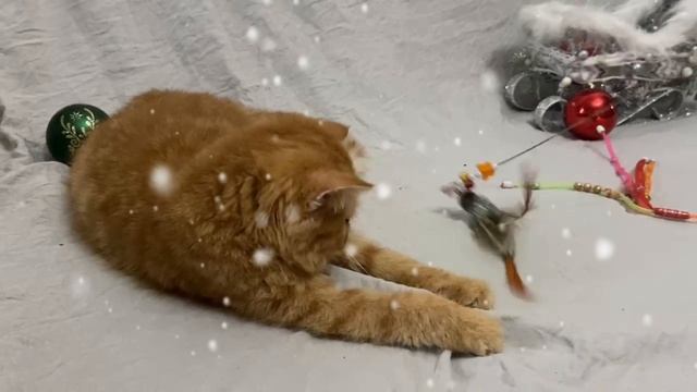Котята на продажу