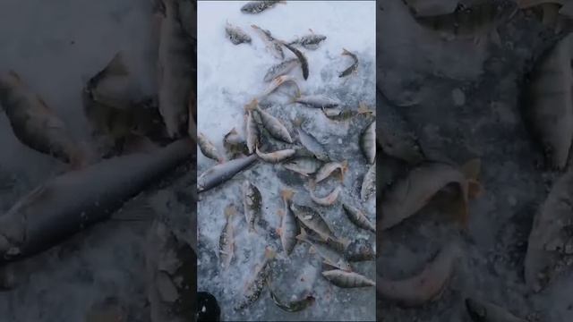 ОЗ Песчаное.