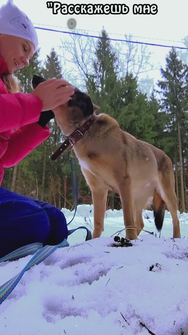 Поймай снежинку на хвост, чтобы мечта сбылась... ❄🍀 Приют в Малинках