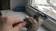 сквигозавр и его наездник