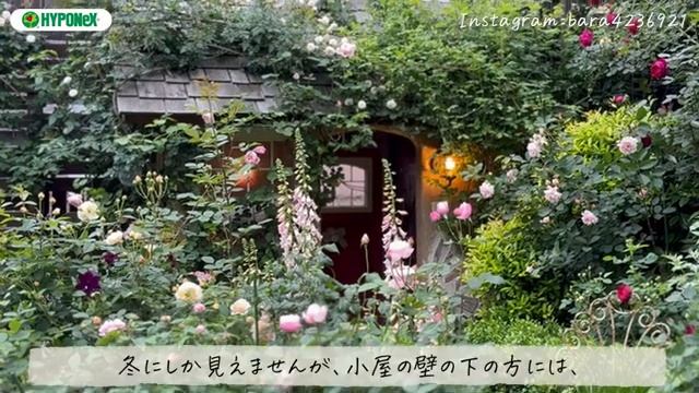 🕊Garden Tour🕊92：オリジナルデザインの井戸やモルタル小屋、ガーデンシェッドなど庭の構造物を作って楽しむ、傾斜地を活かしたシークレットガーデン (360p).mp4