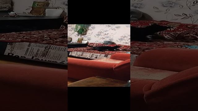 чёрный против мелкой