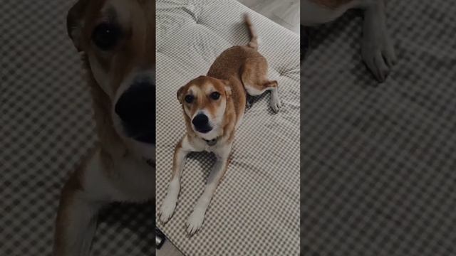 Как бороться с шерстью животных в доме