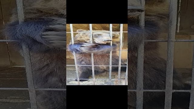 Выпросила-таки вкусняшку😄