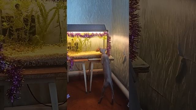 мяу